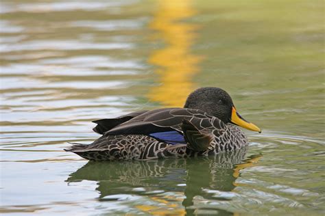 Yellow Billed Duck On Water Free Stock Photo Public Domain Pictures