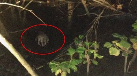 5 Creatures And Cryptids Filmed In Forests Caught On Tape Bigfoot