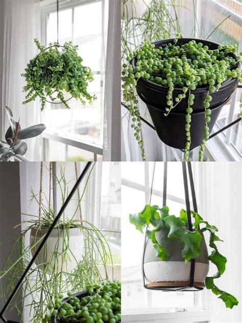 Of The Best Indoor Hanging Plants Stunning Trailing Houseplants