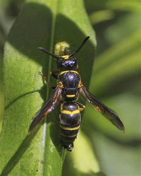 Euodynerus Foraminatus A Guide To The Ants Bees Wasps And Sawflies