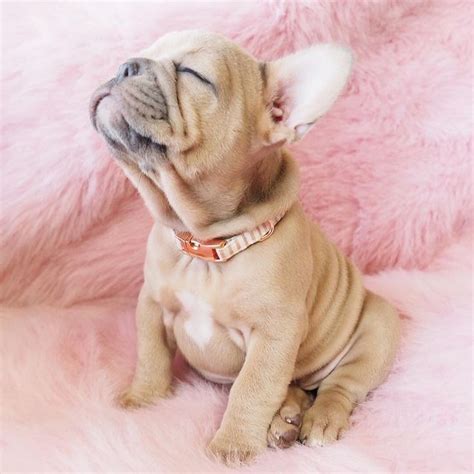 Ust Call Me Princess Mailly 👑😍 Maillythefrenchie⠀ 🔖 Tag Us And Hashtag
