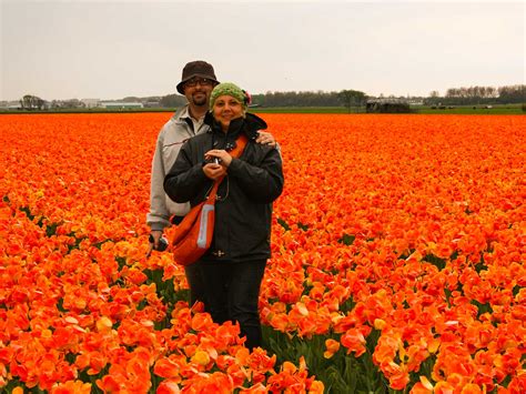 Lo spettacolo dei campi di la fine di marzo segna l'inizio della fioritura del croco, seguito dai narcisi e dai primi tulipani all'inizio. Keukenhof e la fioritura dei Tulipani in Olanda - dovevado.net
