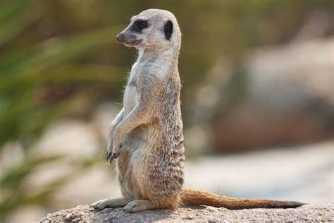 Aquí tienes un listado con 50. Animales: Tener una suricata (y estos otros animales) en ...