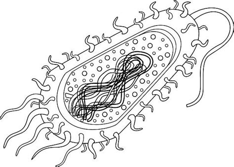 Bacteria Cell Diagram Clipart Best