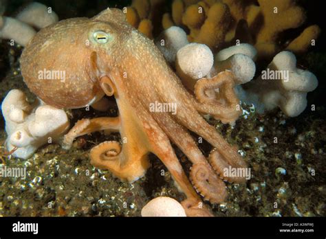Curled Octopus Stock Photos And Curled Octopus Stock Images Alamy