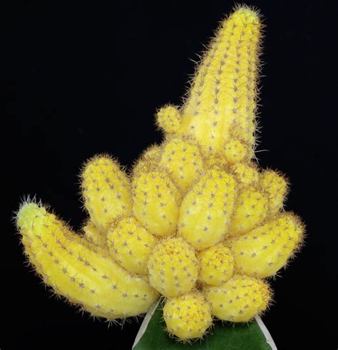 What Is Echinopsis Chamaecereus Peanut Cactus