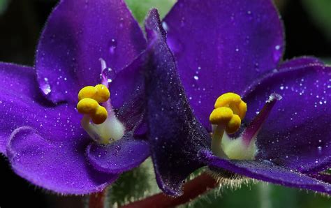 7 Beautiful Photos Of African Violets One Of The Worlds Most Popular