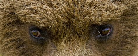 Close Up Of Brown Bears Eyes In Hallo Photograph By Cathy Hart