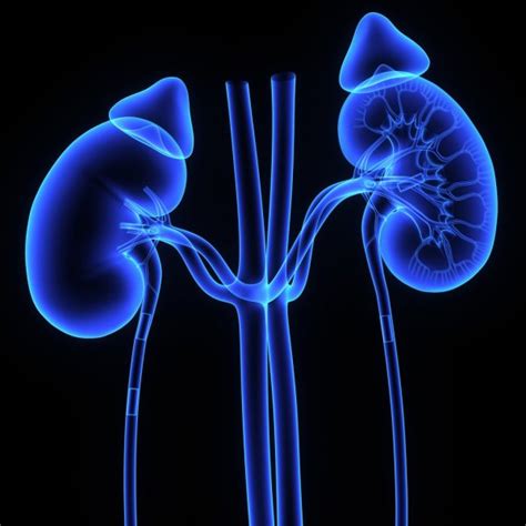 Renal Physiology Stock Photos Royalty Free Renal Physiology Images