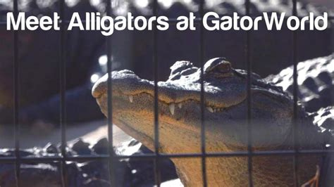 Where To See Alligators In Florida Visit Florida