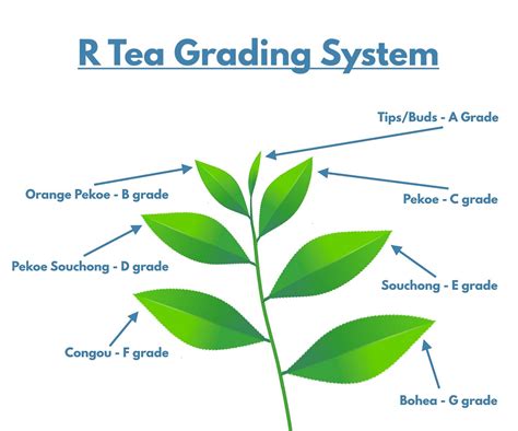 How Should Tea Leaves Be Graded