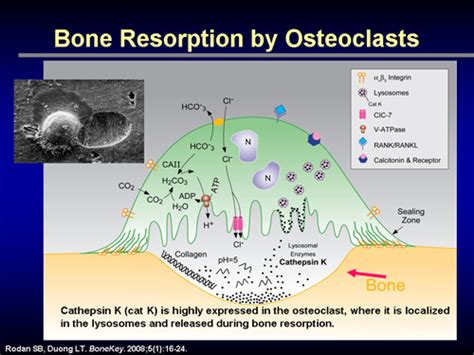 Cathepsin K Inhibitor Unique Mechanism Of Action Osteoporosis Transcript