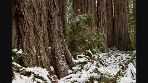 Pin By Jennie Polan On The Woods Redwood Forest Coast Redwood Redwood