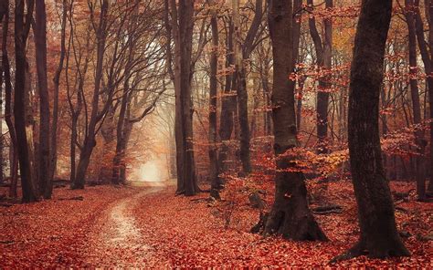Landscape Nature Forest Fall Leaves Path Mist Trees Atmosphere