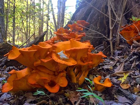 Photos Discovering The Hidden World Of Fungi In Western North Carolina