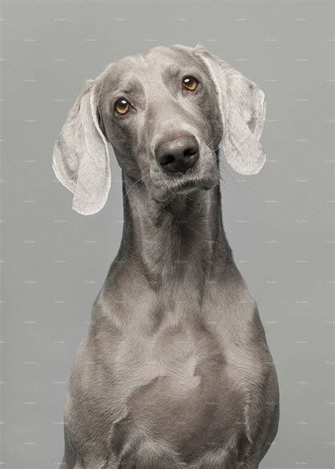 Weimaraner Dog On Grey Animal Stock Photos ~ Creative Market