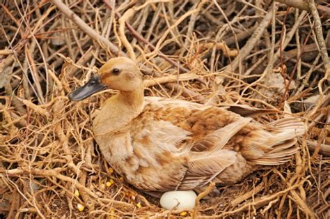 When Do Ducks Start Laying Eggs Everything You Need To Know Pet Keen