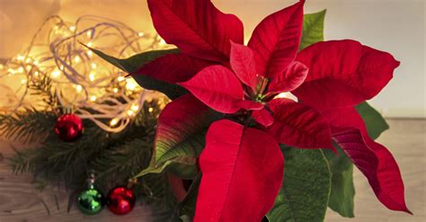 Poinsettia History And Tradition Of The Christmas Flower