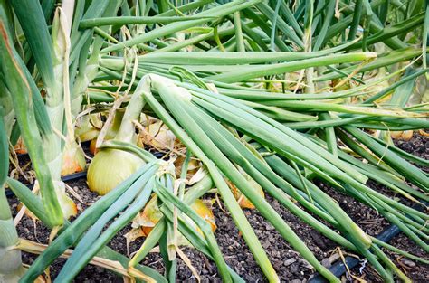 How To Plant Onions Seattle Urban Farm Company Garden Trellises And Supplies