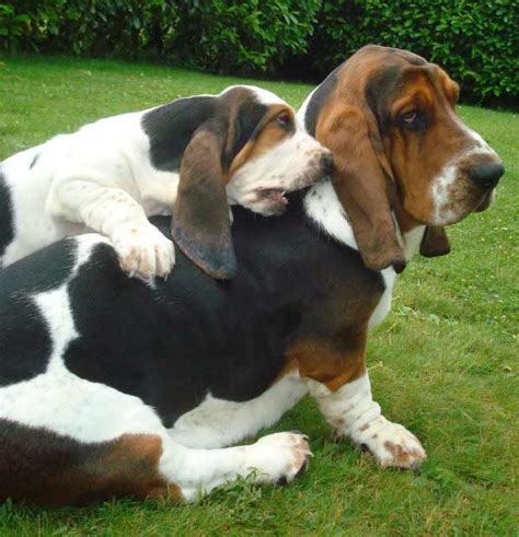 Basset Hound Dog Breed Information Pictures And More