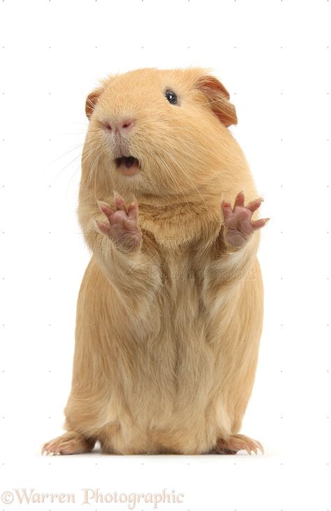 Yellow Guinea Pig Standing Up And Squeaking Photo Wp38922