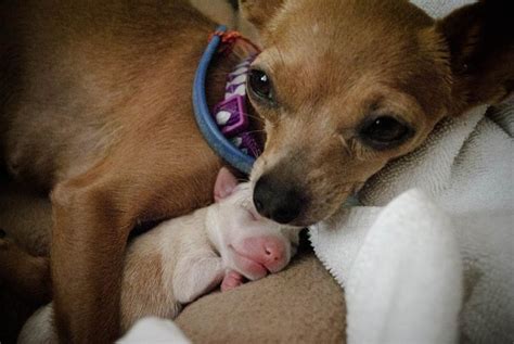 These Dog Moms Cuddling Their Puppies Will Give You All The Mothers