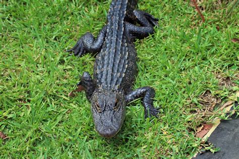 American Alligator Alligator Mississippiensis Zoochat