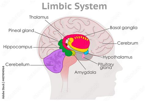 Stockvector Limbic System Parts Anatomy Human Brain Cross Section