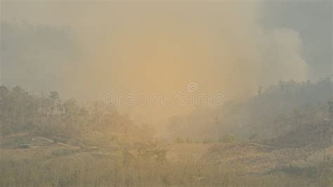 The Forest Is Full Of Smoke And Trees And The Stock Image Image Of