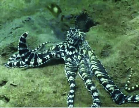 Partial Imitation Of A Banded Sea Snake By The Mimic Octopus Download