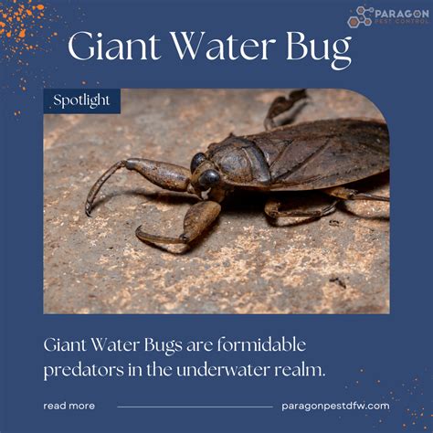 Unveiling The Giant Water Bug Lethocerus Americanus A Fascinating