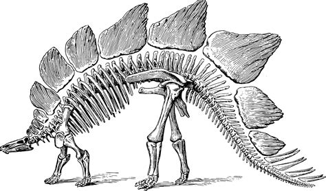 Dinosaur Fossil Paleontology Free Vector Graphic On Pixabay