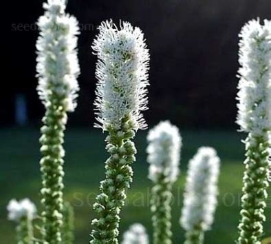 They are a winter flowering plant (hence the common name of christmas cactus in the. Highlighting Liatris - Blazing Star - Garden Bite