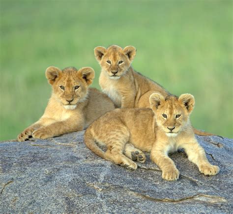 lion cubs in tanzania three lion cubs