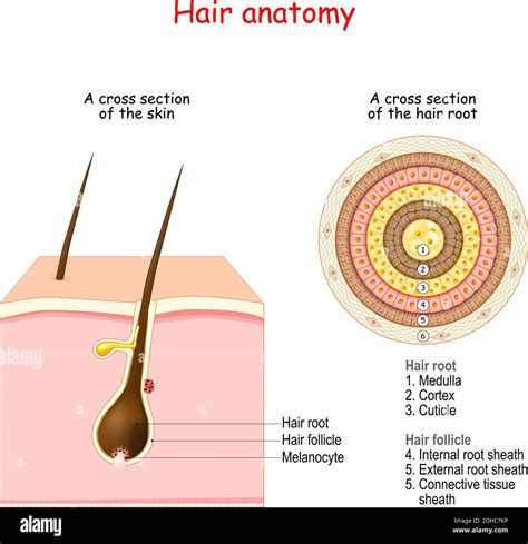 Hair Follicle Structure And Anatomy Cross Section Of The Human Skin