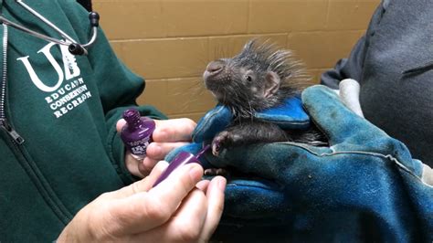 Baby Porcupines At Utica Zoo Youtube