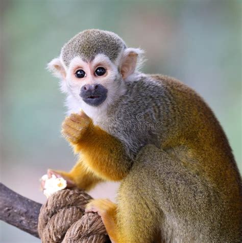 Baby Squirrel Monkey Saimiri Eating Popcorn Stock Image Image Of