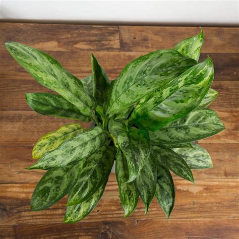 Chinese Evergreen 'Indo Princess' 4" – Urban Sprouts