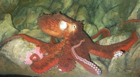 Giant Pacific Octopus The Animal Facts Appearance Diet Behavior
