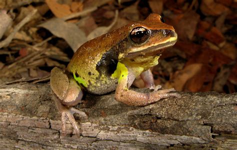 Green Thighed Frog Alchetron The Free Social Encyclopedia