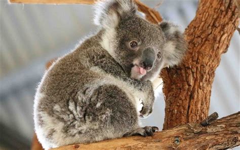 Download Wallpapers Koala Marsupial Cute Animals Wildlife For Desktop Free Pictures For