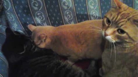lovable cats can t stop kissing each other youtube