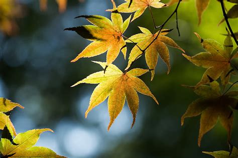 Hd Wallpaper Leaves Branches Glare Tree Japanese Maple Wallpaper