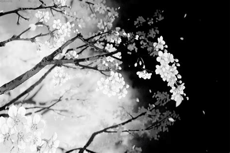Black And White Sakura Tree