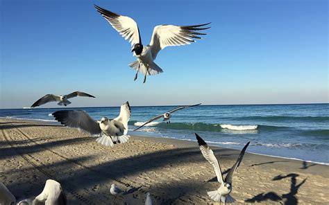 Seagulls On The Beach Beach Birds Seagulls Sea Hd Wallpaper Peakpx