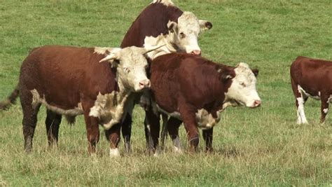 Hereford Cattle Grazing And Mating Herefords Have Few