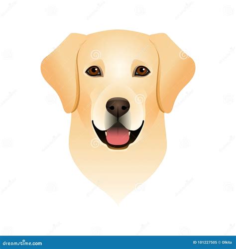 Isolated Colorful Head And Face Of Happy Labrador Retriever On White
