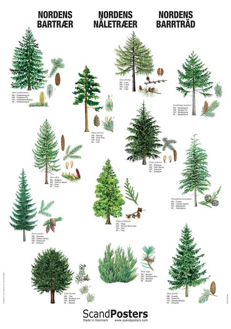 Coniferous Tree Poster Beautiful Poster With Trees