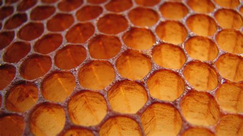 Honeycombs Hexagons A Product Of Simple Physics — Nova Next Pbs