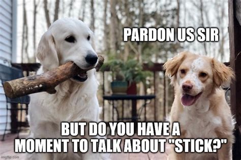 Dogs With Stick Imgflip